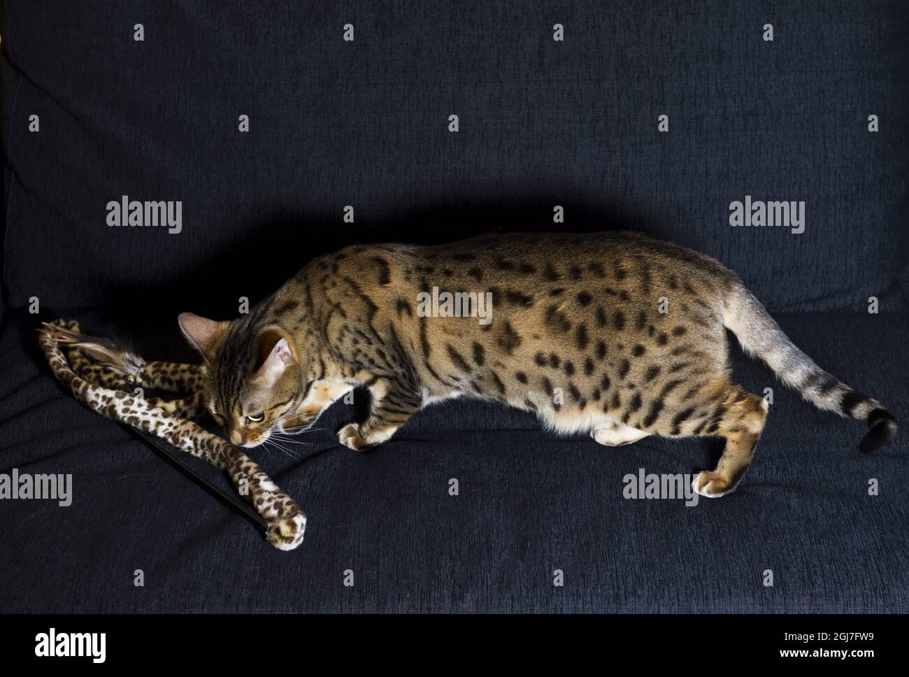 ESTOCOLMO 20100304 Un gato bengal. Foto: Henrik Montgomery / SCANPIX / Kod: 10060 Foto de stock