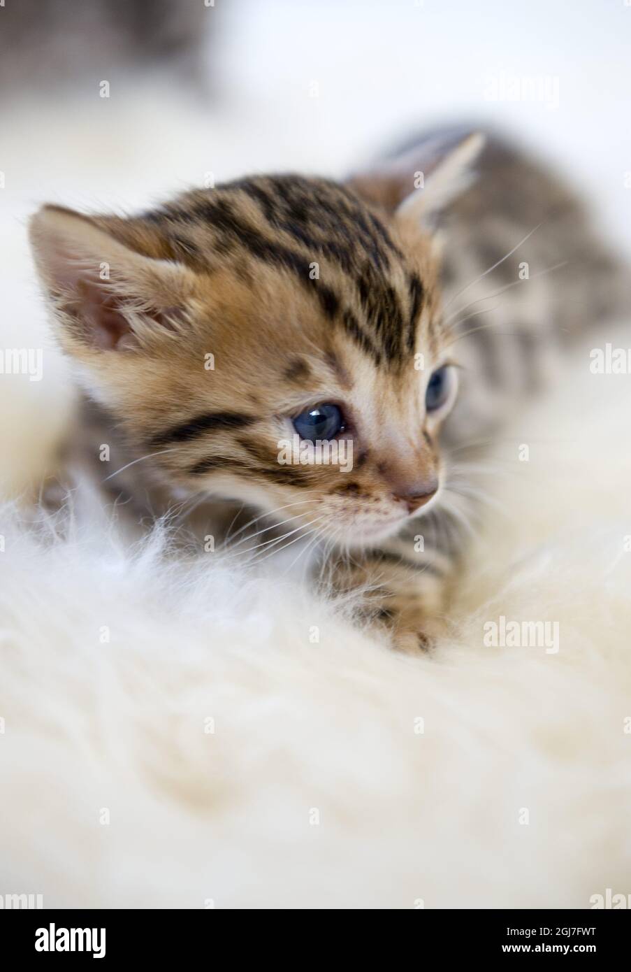 ESTOCOLMO 20080424 Un gato bengal. Foto: Henrik Montgomery / SCANPIX / Kod: 10060 Foto de stock