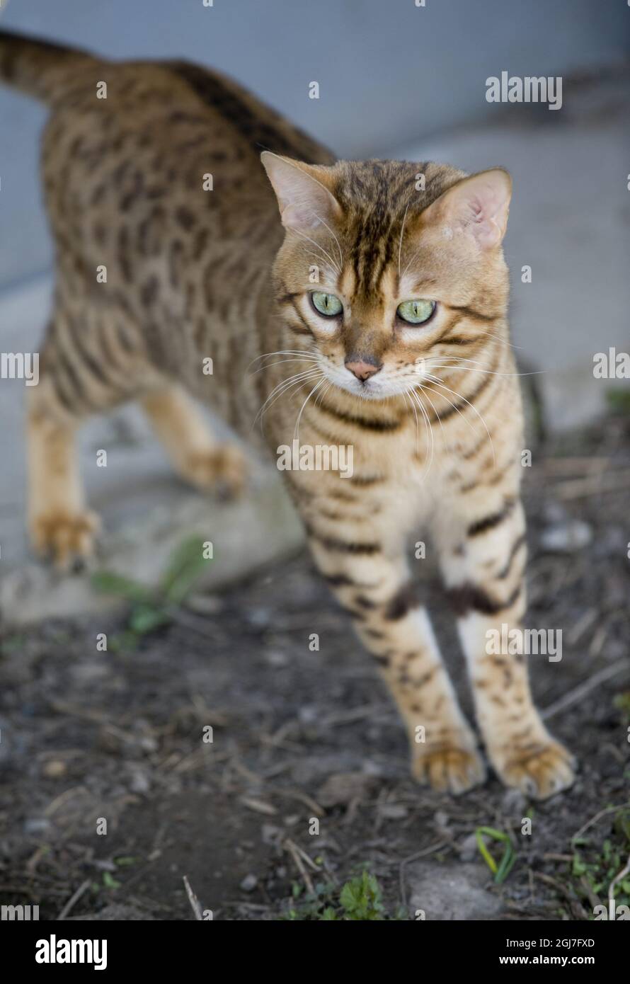 ESTOCOLMO 20080424 Un gato bengal. Foto: Henrik Montgomery / SCANPIX / Kod: 10060 Foto de stock