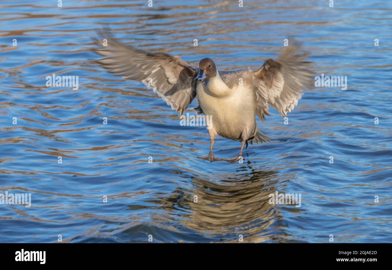 El pico norte es un pato con una amplia distribución geográfica que se reproduce en las zonas septentrionales de Europa, Asia y América del Norte. Foto de stock