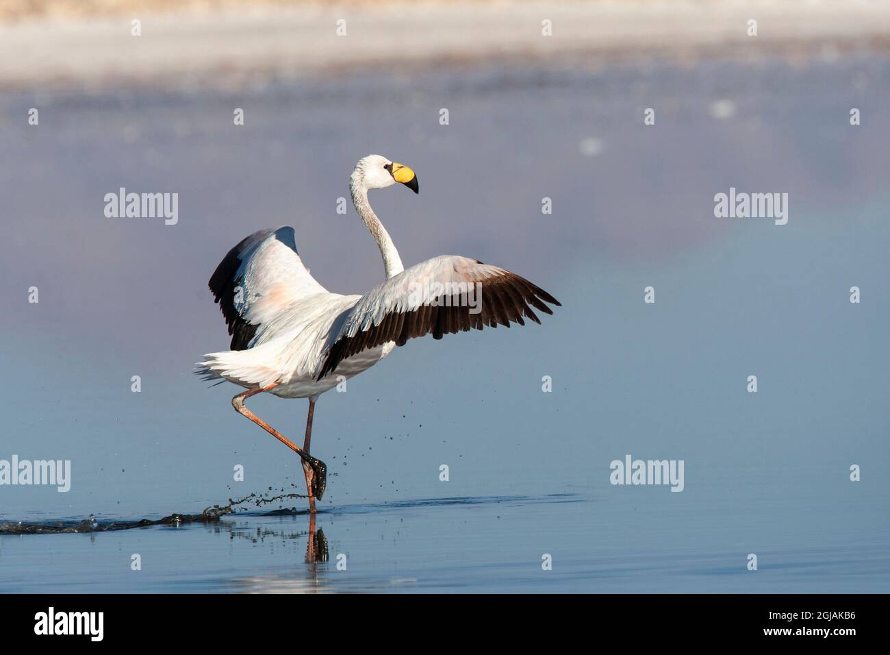Chile, Salar de Atacama, Reserva Nacional Los Flamencos, James Flamingo. Retrato de un joven James flamingo que aún no ha desarrollado plumaje rojo. Foto de stock