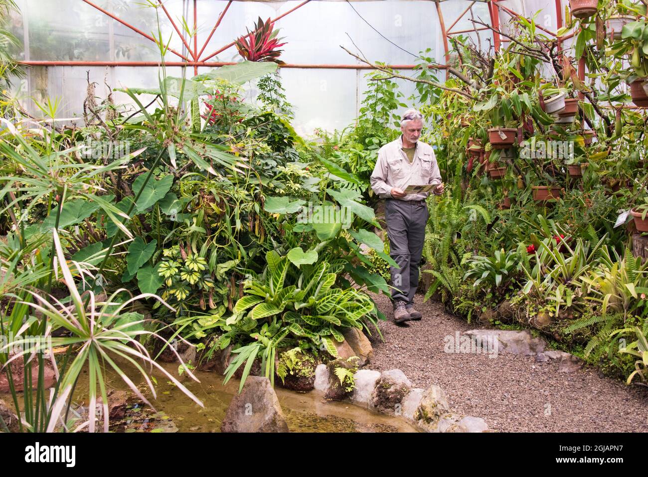 Ecuador, Quito, Parque Carolina. Jardin Botanico de Quito. Jardines Botánicos, hombre caminando en el invernadero de orquídeas. (SR.) Foto de stock
