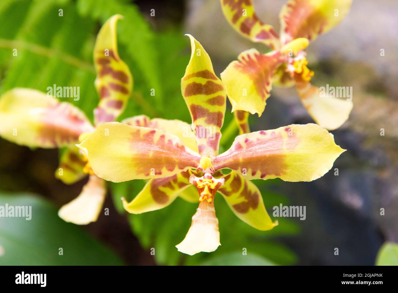 Ecuador, Quito. Jardin Botanico de Quito. Jardín Botánico Orquídea de tigre epifítico (Rossioglossum) Foto de stock