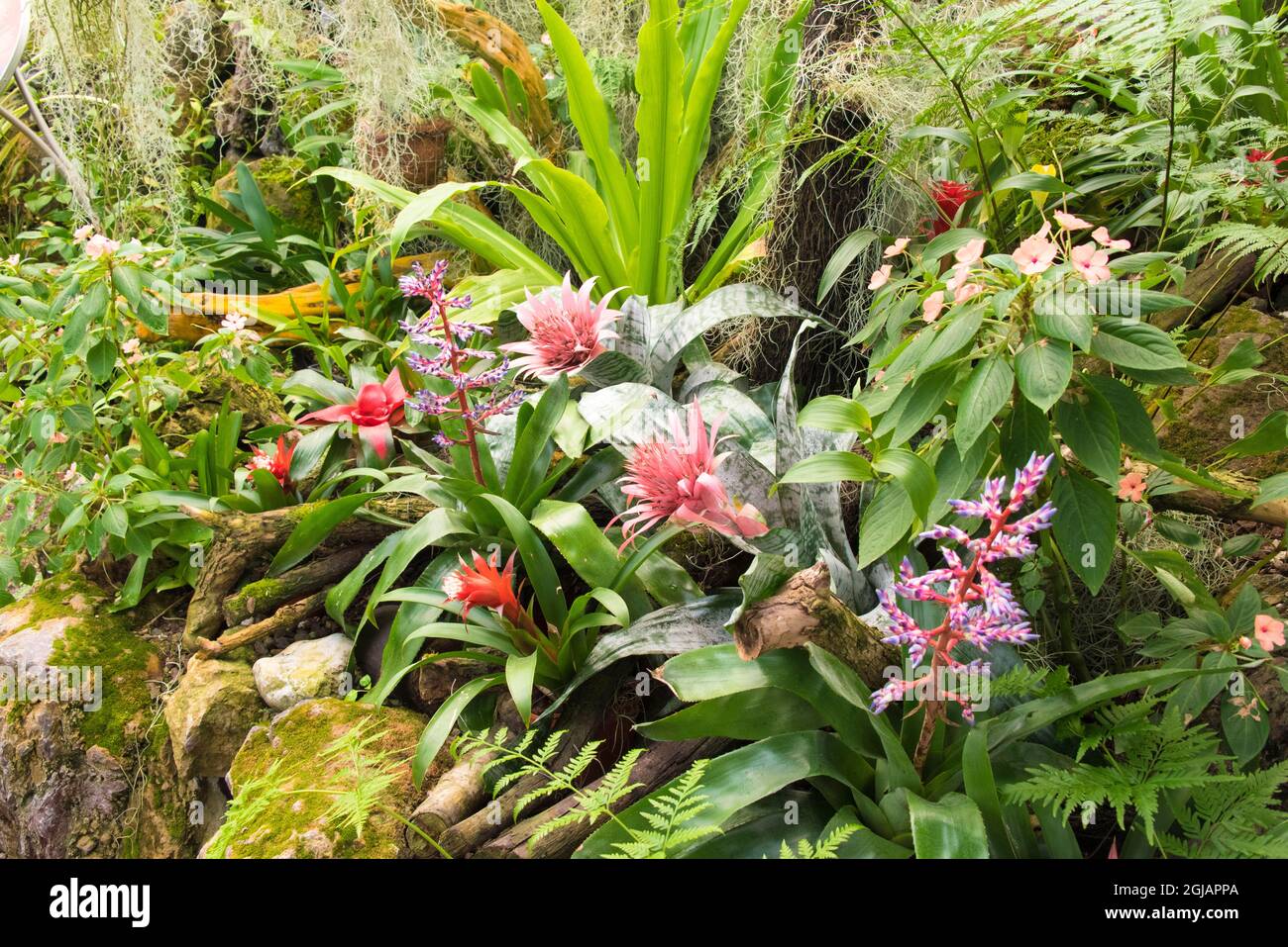 Ecuador, Quito, Parque Carolina. Jardin Botanico de Quito. Jardín Botánico invernadero de orquídeas Foto de stock