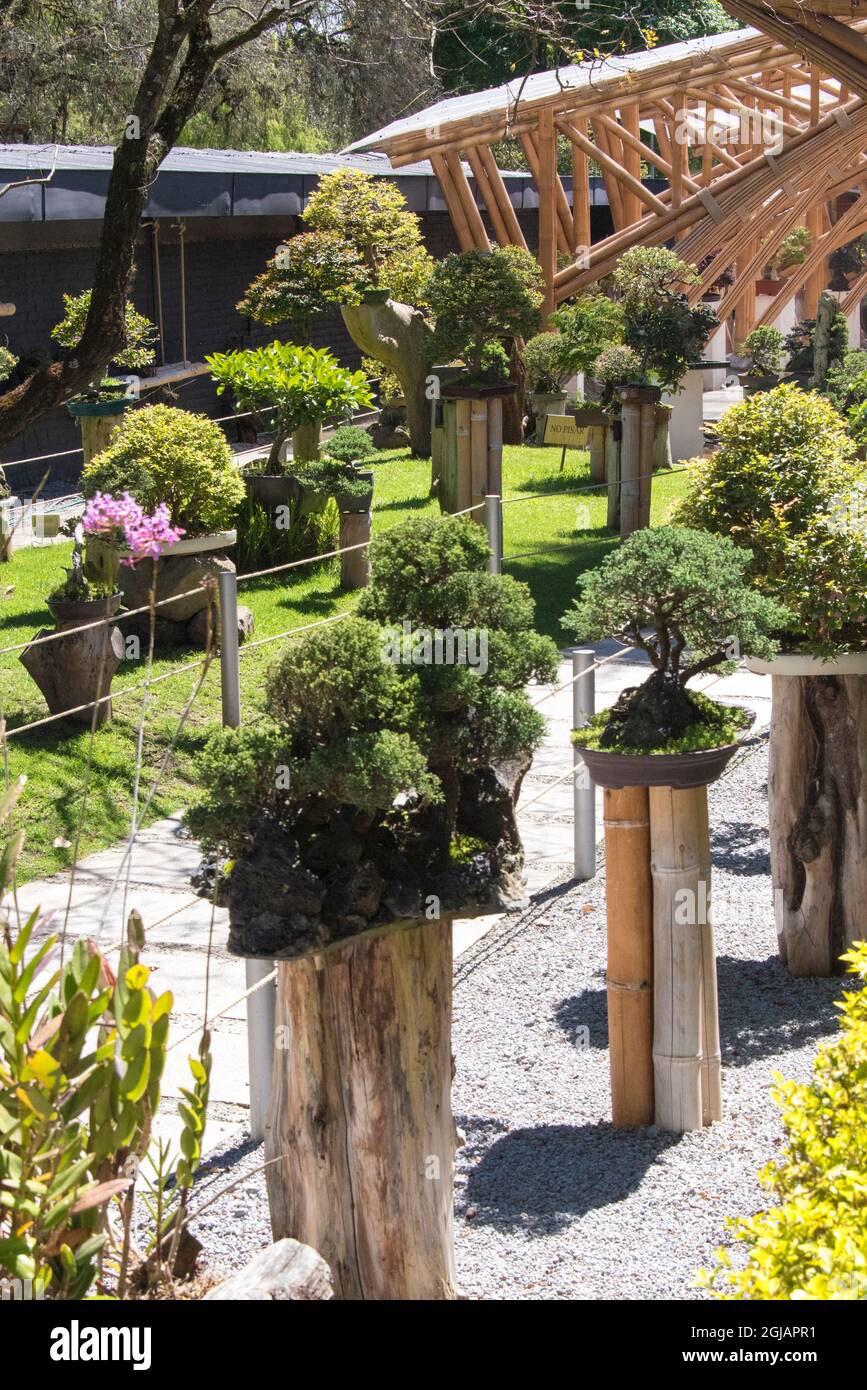 Ecuador, Quito. Jardin Botanico de Quito. Jardín Botánico Bonsai muestra Foto de stock