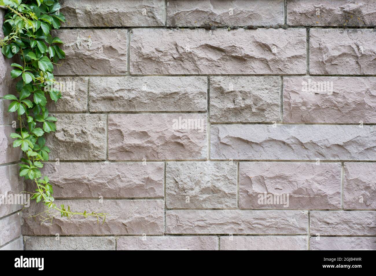 pared de jardín de chapa de piedra con una frondosa planta verde colgando de su esquina Foto de stock
