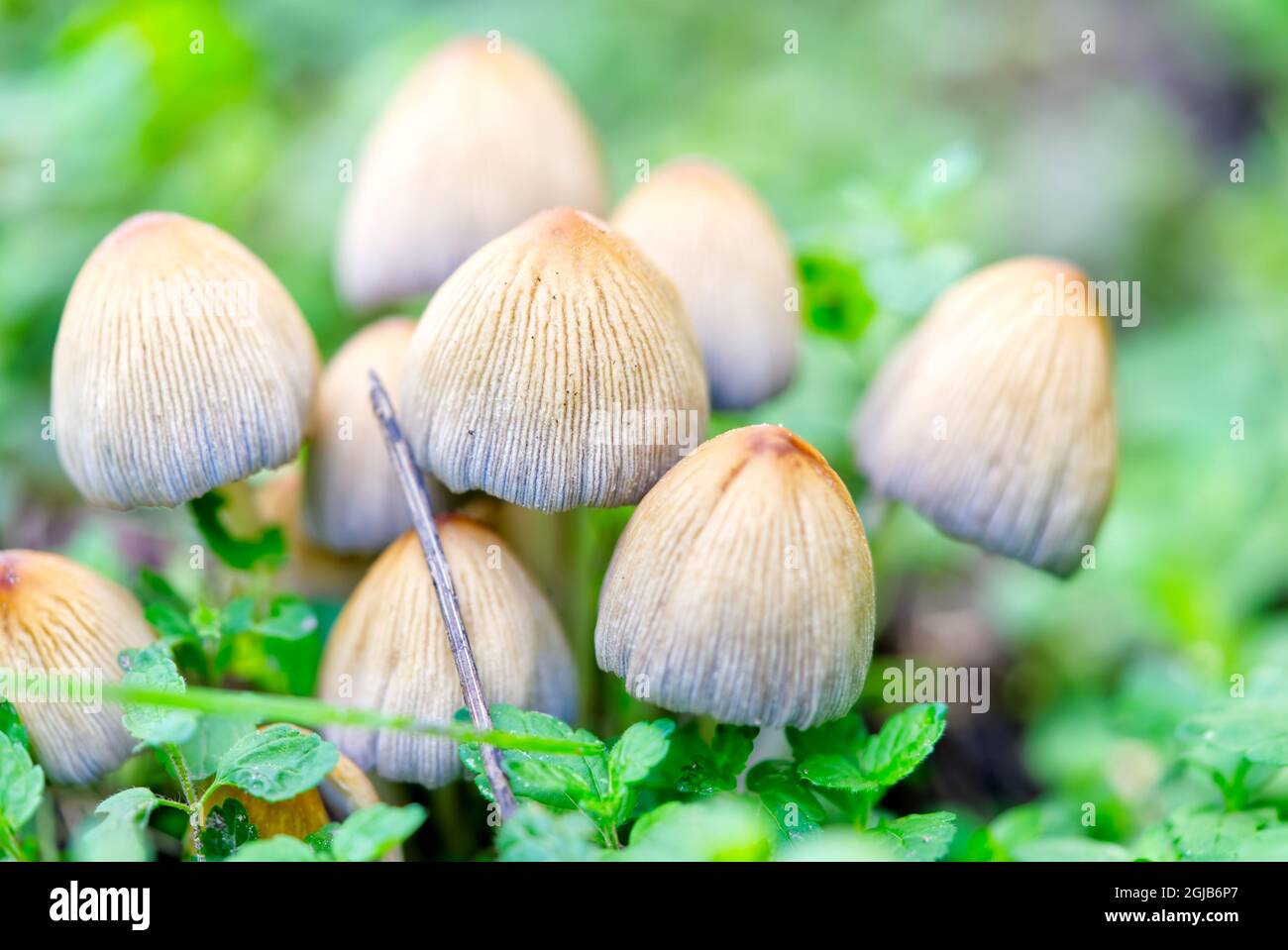 Coprinellus micaceus, Coprinus micaceus, comúnmente conocido como glistening Inkcap, setas silvestres Foto de stock