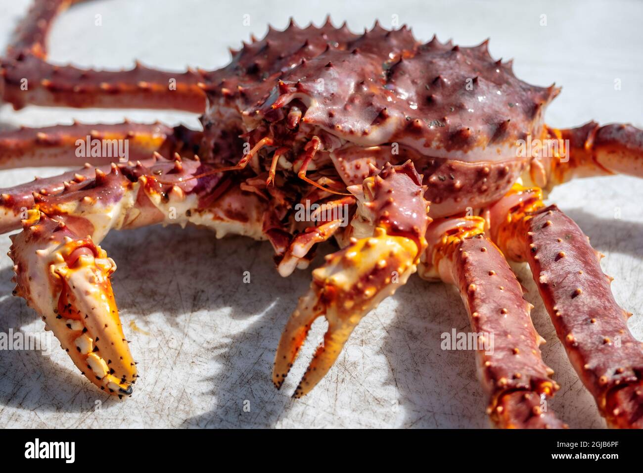 Alaskan king crab fotografías e imágenes de alta resolución Alamy