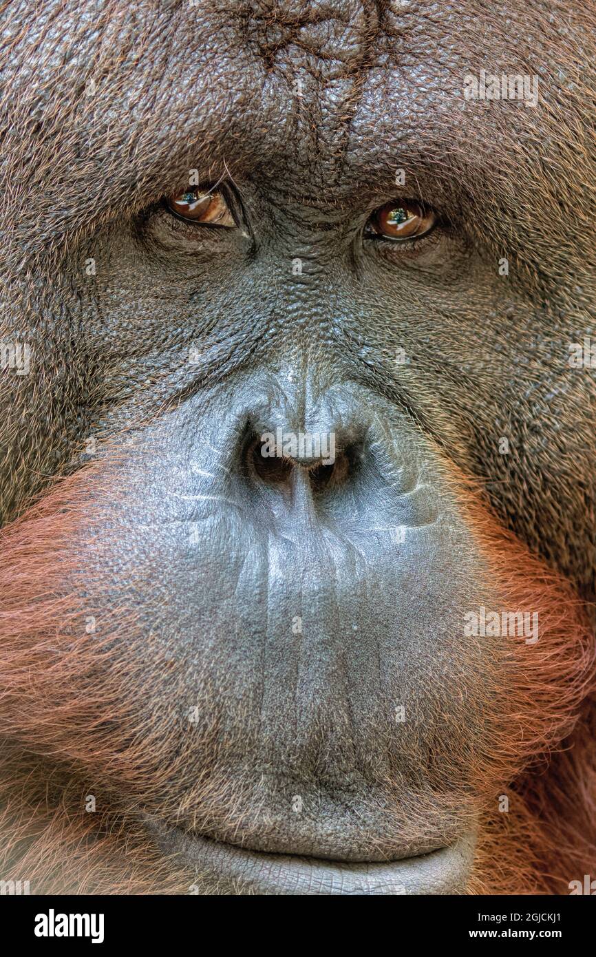 Orangutan, Centro de Grandes Simios, Wauchula, FL. Foto de stock