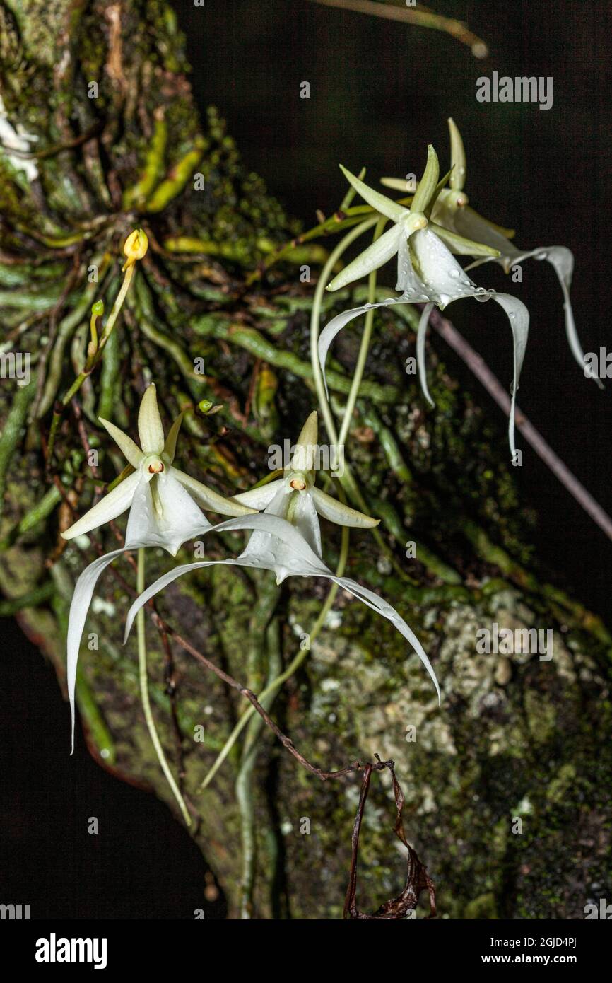 La orquídea fantasma epífita en peligro de extinción Fotografía de stock Alamy La orquídea fantasma epífita en peligro de extinción Fotografía de stock Alamy