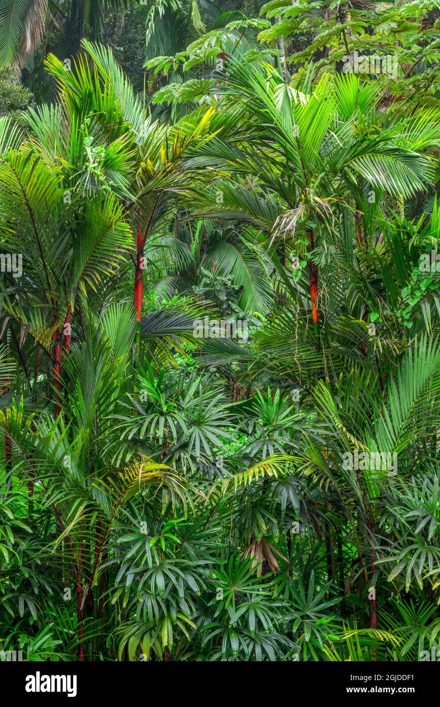 Estados Unidos, Hawaii, Big Island de Hawaii. Hawaii Tropical Botanical Gardens, corteza roja de palma de cera de sellado, también conocida como palmera de lápiz labial, que son nativas del cisne costero Foto de stock