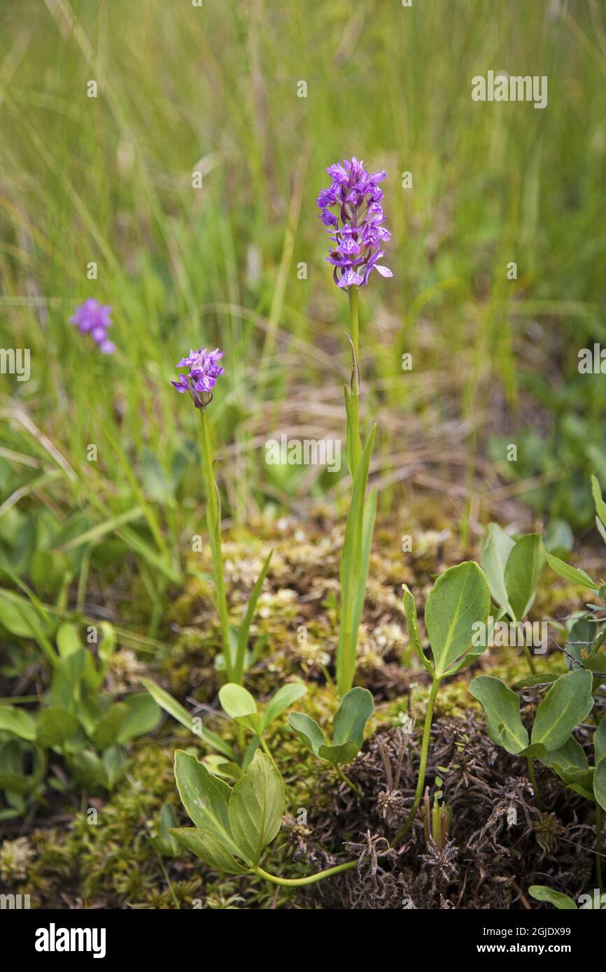 Musgo Sphagnum utilizado para la propagación de plantas, suelo de flores de  orquídeas o terrarios Fotografía de stock - Alamy