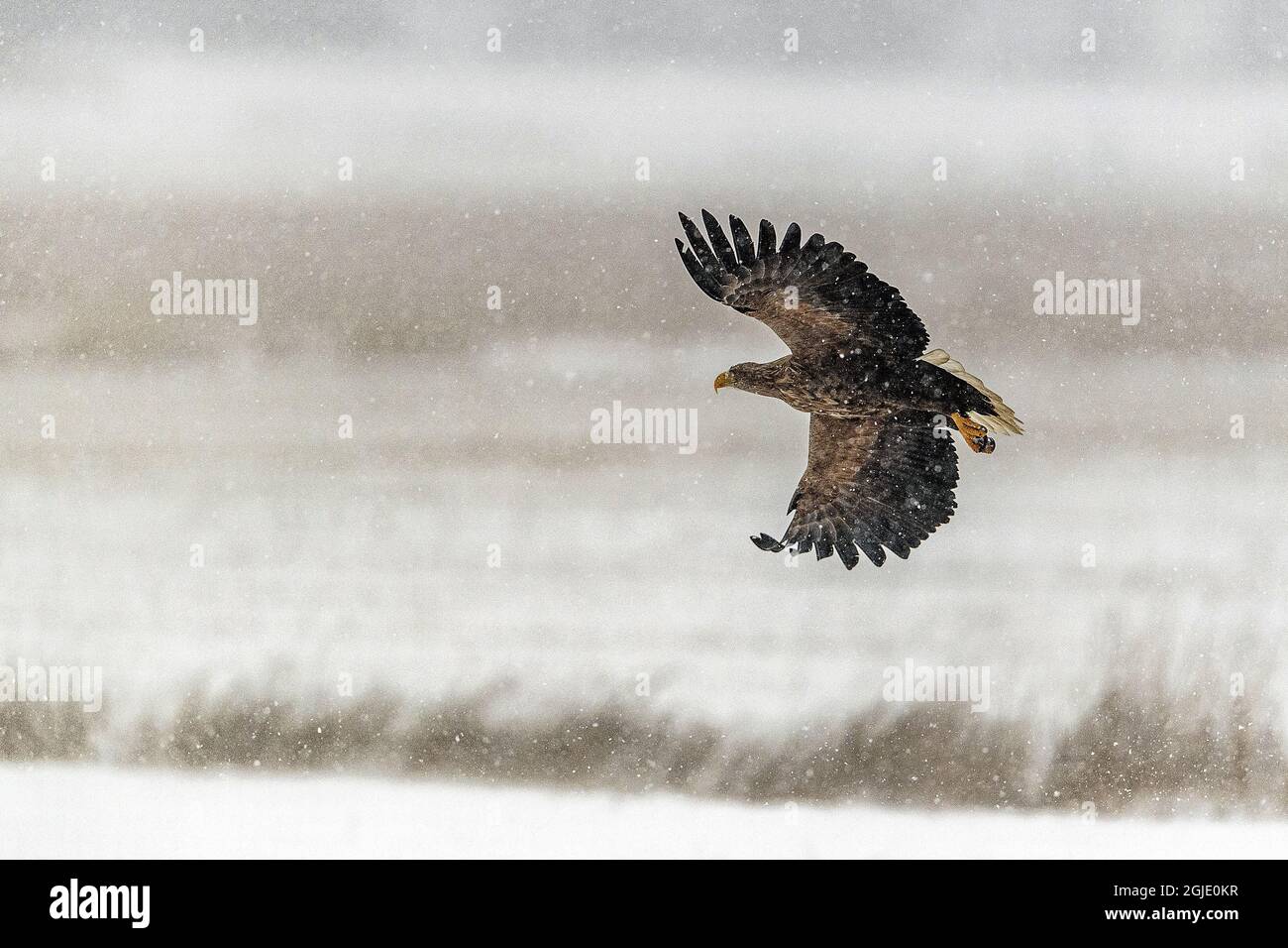 El águila de cola blanca (Haliaeeeeet albicilla) de al menos cinco años,  volando. Foto: Ola Jennersten / TT / código 2754 Fotografía de stock - Alamy