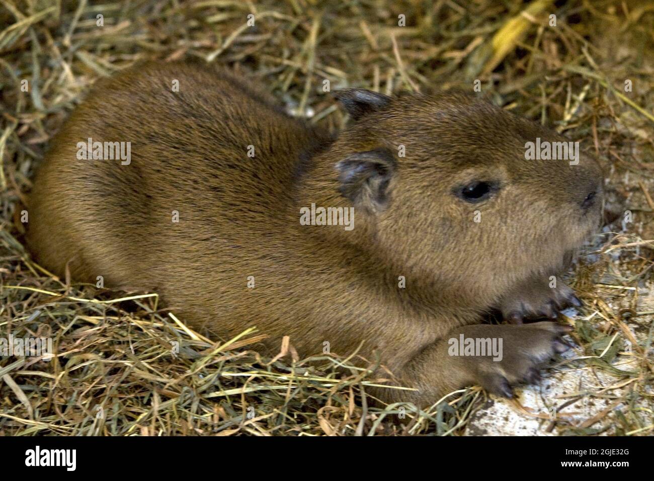 Newborn capybara fotografías e imágenes de alta resolución - Alamy