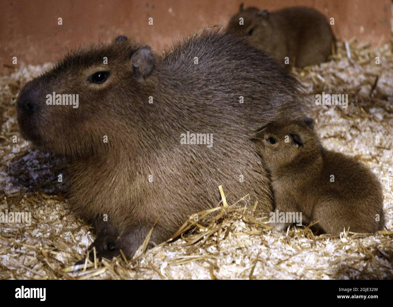 Primer cachorros de Capybara de origen noruego (Hydrochoerus hydrochaeris)  nació el lunes 14 2008 de abril se muestra para el público con su madre en  el zoológico de Kristiansand en Noruega Fotografía