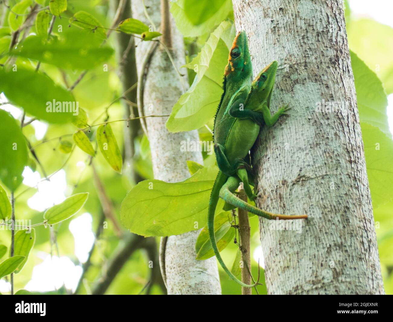 Tiro vertical de lagartijas que suben sobre un árbol Foto de stock