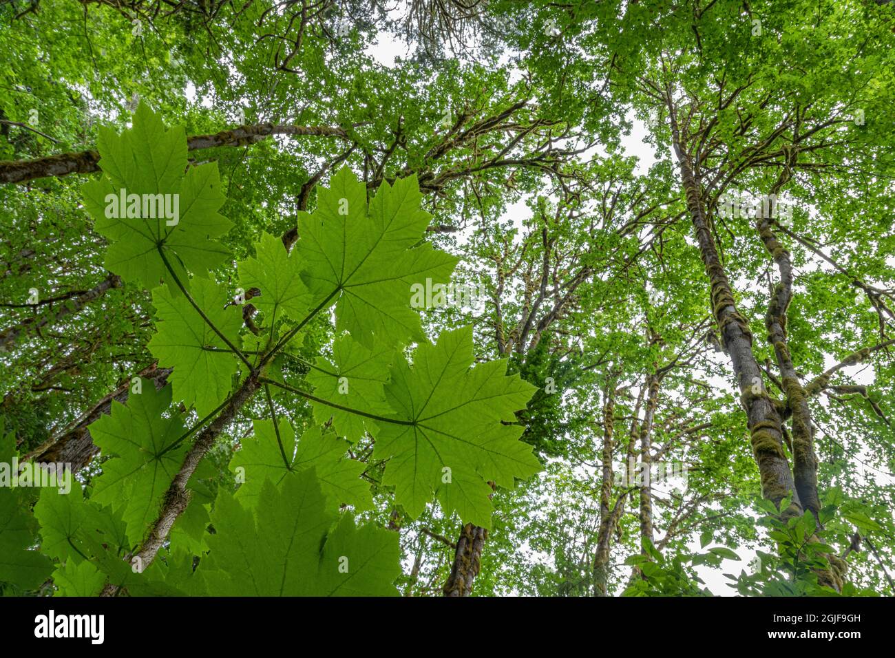 ., Washington, Seabeck. El club del diablo planta bajo arce en la  Reserva Natural de Guillemot Cove. Crédito como: Don Paulson / Jaynes  Gallery / DanitaDelim Fotografía de stock - Alamy