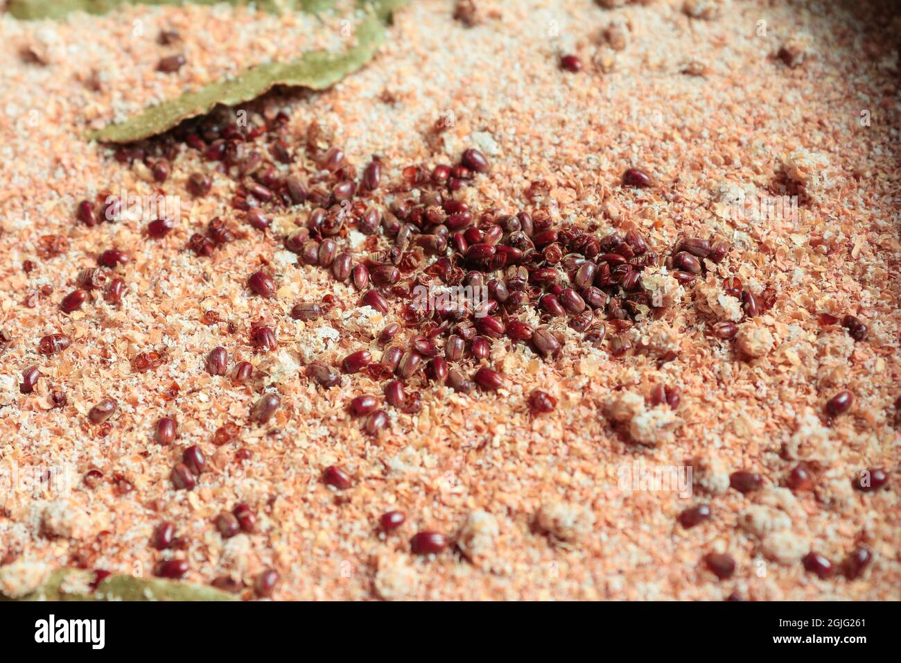 Infestación de escarabajos de tabaco / harina. Foto de stock