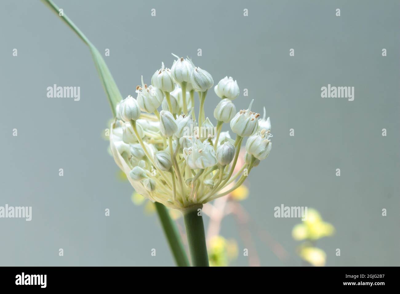 Flor de puerro o puerro florecen en un jardín de hierbas Foto de stock
