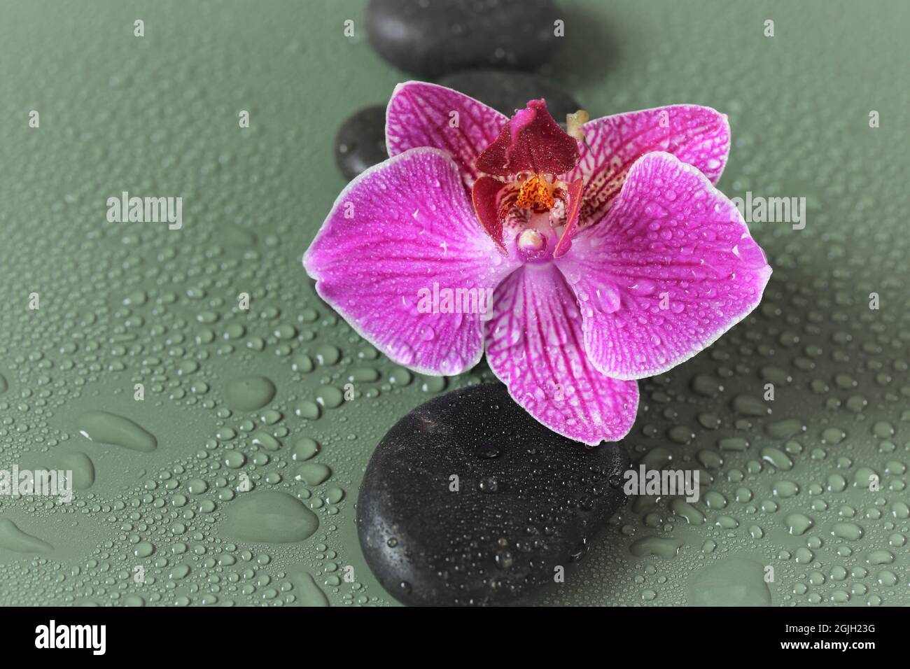 Piedras de spa y piedras de flores de orquídeas. Zen. Masaje Stone.Beauty y harmony. Piedras y flores de orquídeas rosadas en gotas de agua Foto de stock