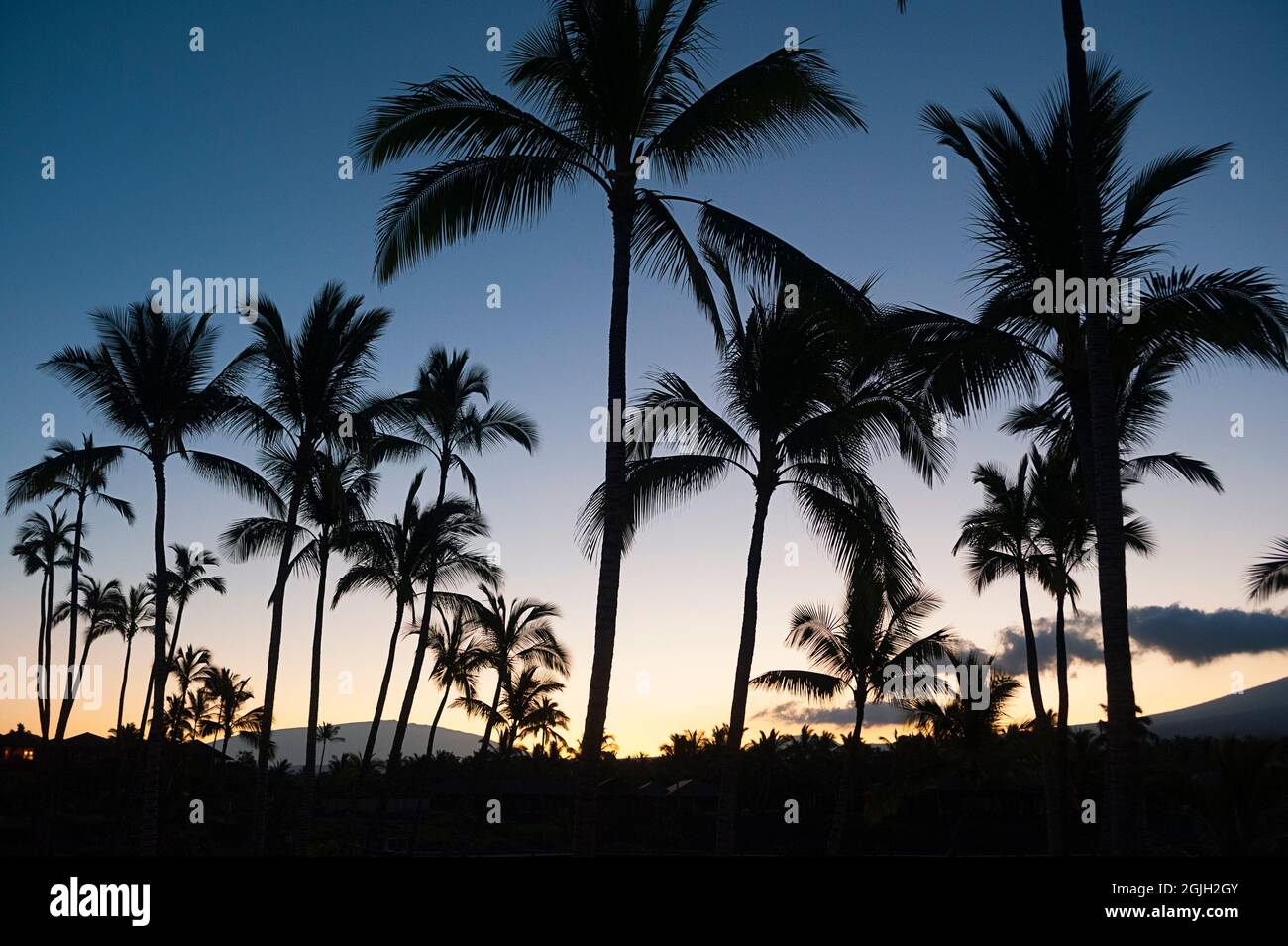 Coconut Palms y Mauna Kea al amanecer, como se ve desde la zona del complejo turístico Kukio, Kona Coast, Hawaii Island (la Big Island), Hawaiian Islands, Estados Unidos Foto de stock
