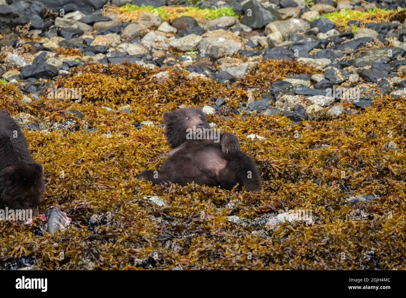 Oso marrón de la isla de Baranof Foto de stock