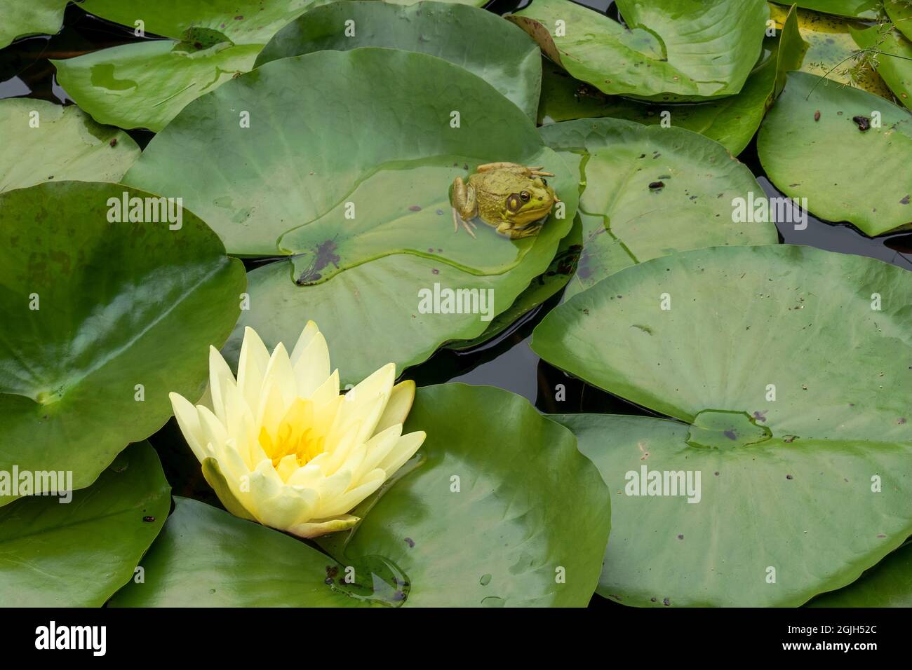 Boothbay Harbor, Maine, Estados Unidos. Jardines Botánicos Costeros de Maine. Lirio de agua amarillo (Nymphea mexicana) con una rana de bronce (Rana clamitans); Foto de stock