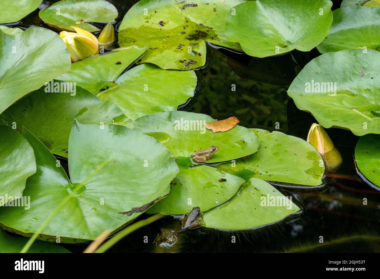 Boothbay Harbor, Maine, Estados Unidos. Jardines Botánicos Costeros de Maine. Lirio de agua amarillo (Nymphea mexicana) con rana verde (litobates clamitans) Foto de stock