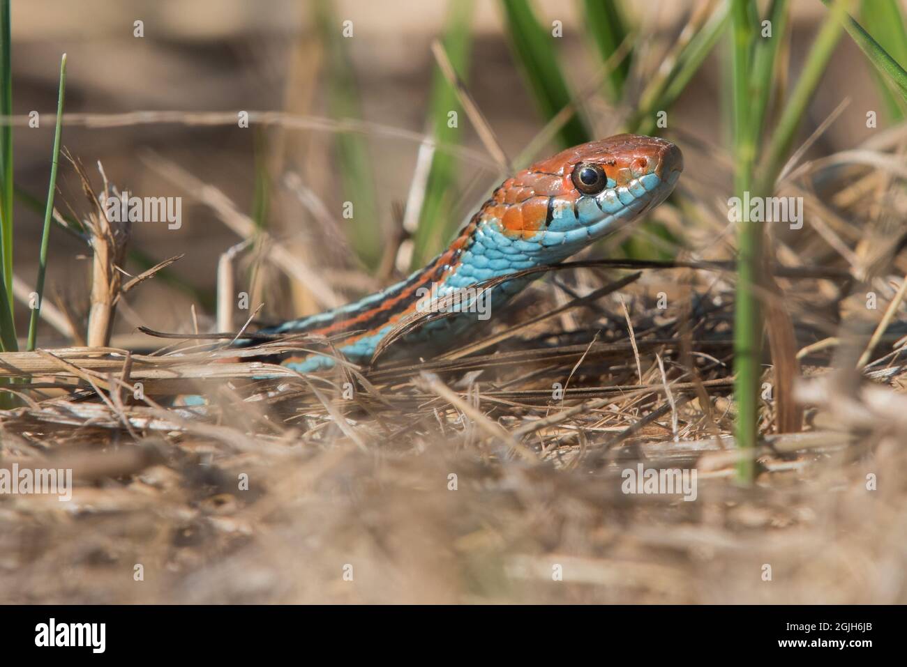 La serpiente de trueque de San Francisco (Thamnophis sirtalis tetrataenia), en peligro de extinción, es considerada una de las serpientes más bellas del mundo. Foto de stock