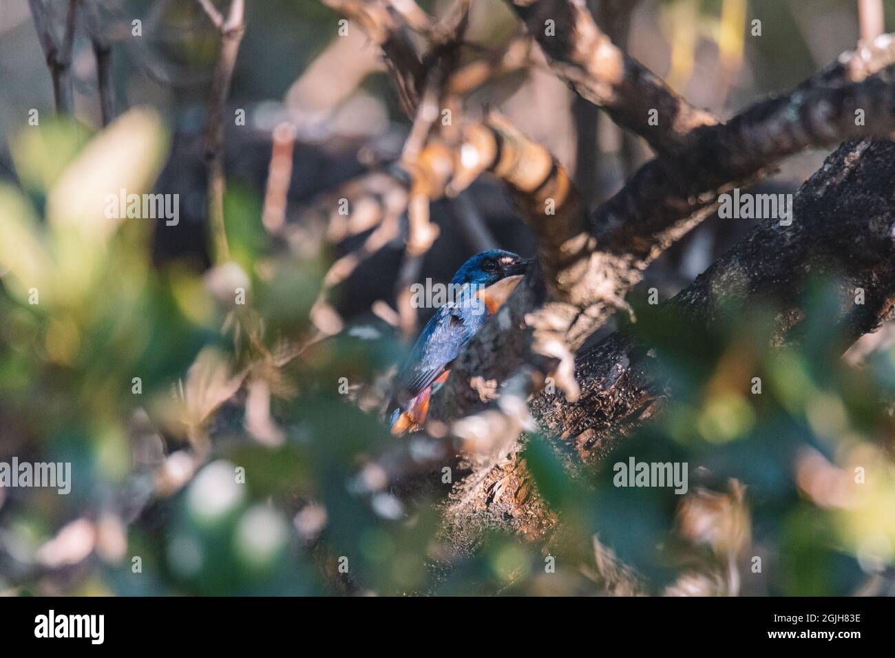 Pescadores Azure Kingfishers encaramados en una rama de árboles mirando sobre la laguna Foto de stock