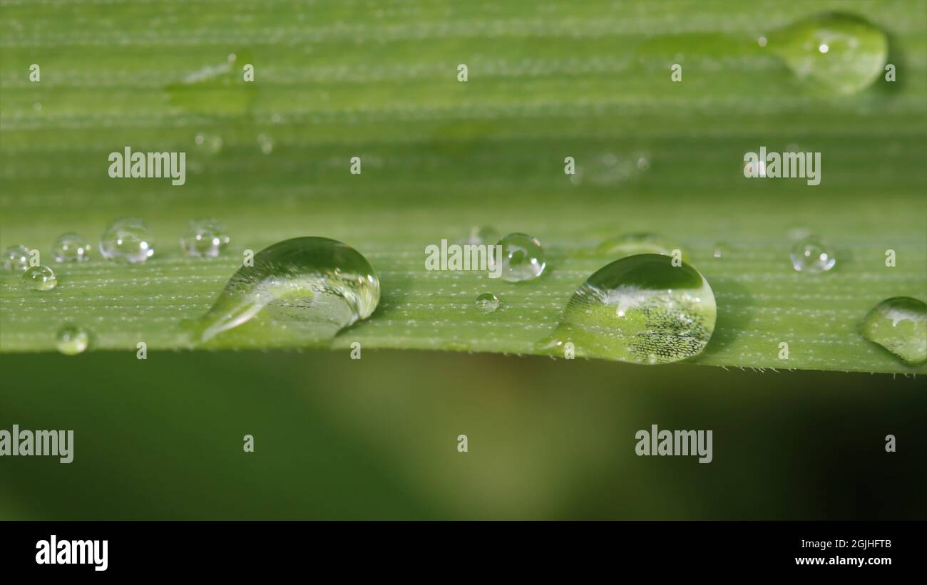 primer plano de las gotas de agua clara en una licencia verde de tradescantia Foto de stock
