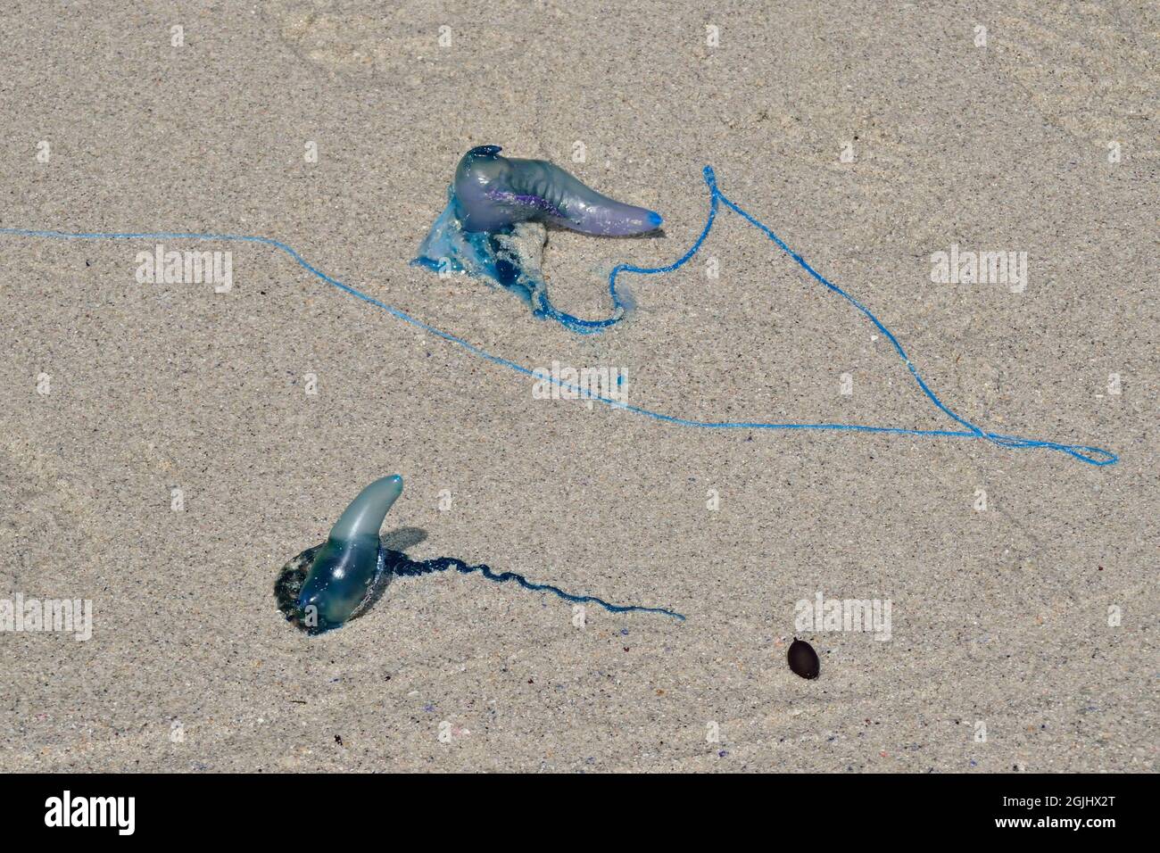 Kleine Portugiesische Galeere, portugués hombre o' guerra, medusas de botella azul, Physalia utriculus, Südafrika, sudáfrica Foto de stock