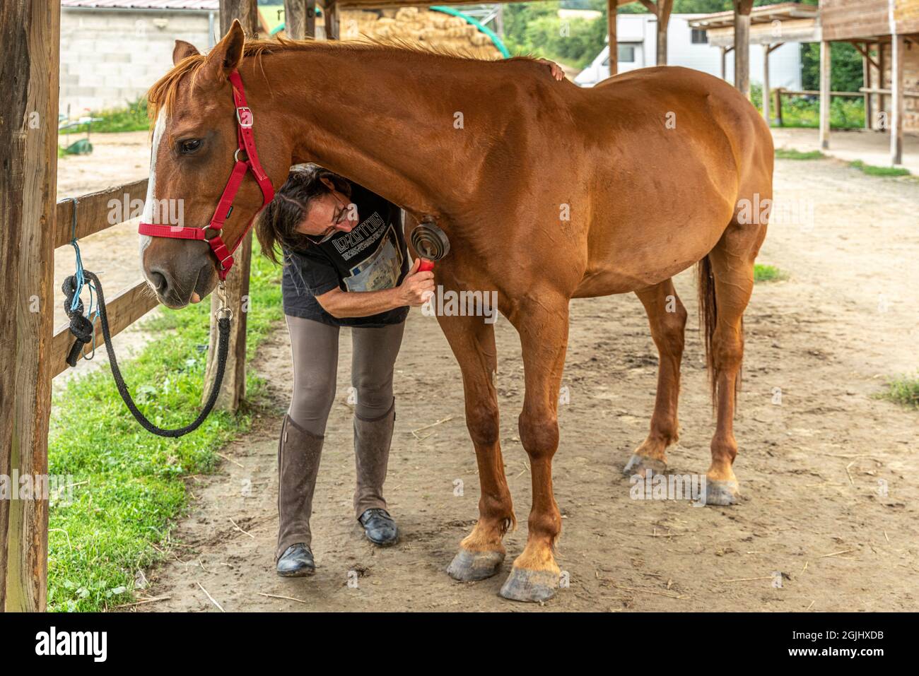 La mujer de caballo se ocupa de ella arreglando, cepillando y limpiando el abrigo y las sudaderas. Lyon, Francia, Europa Foto de stock