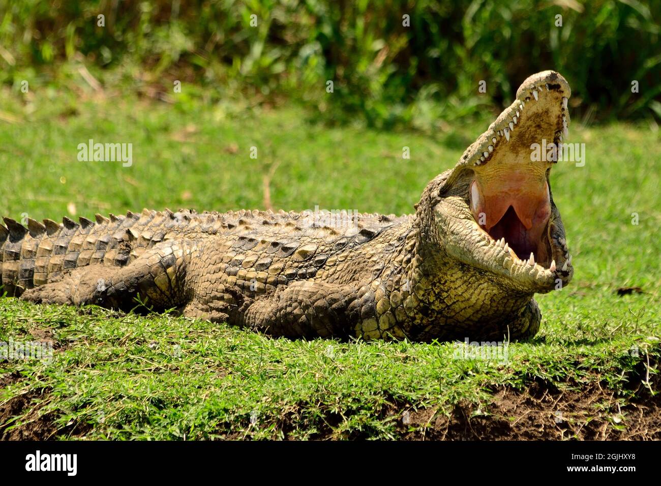 Nilkrokodil, cocodrilo del Nilo, Crocodylus niloticus, Serengeti, Tansania, Ostafrika, Tanzania, África Oriental Foto de stock