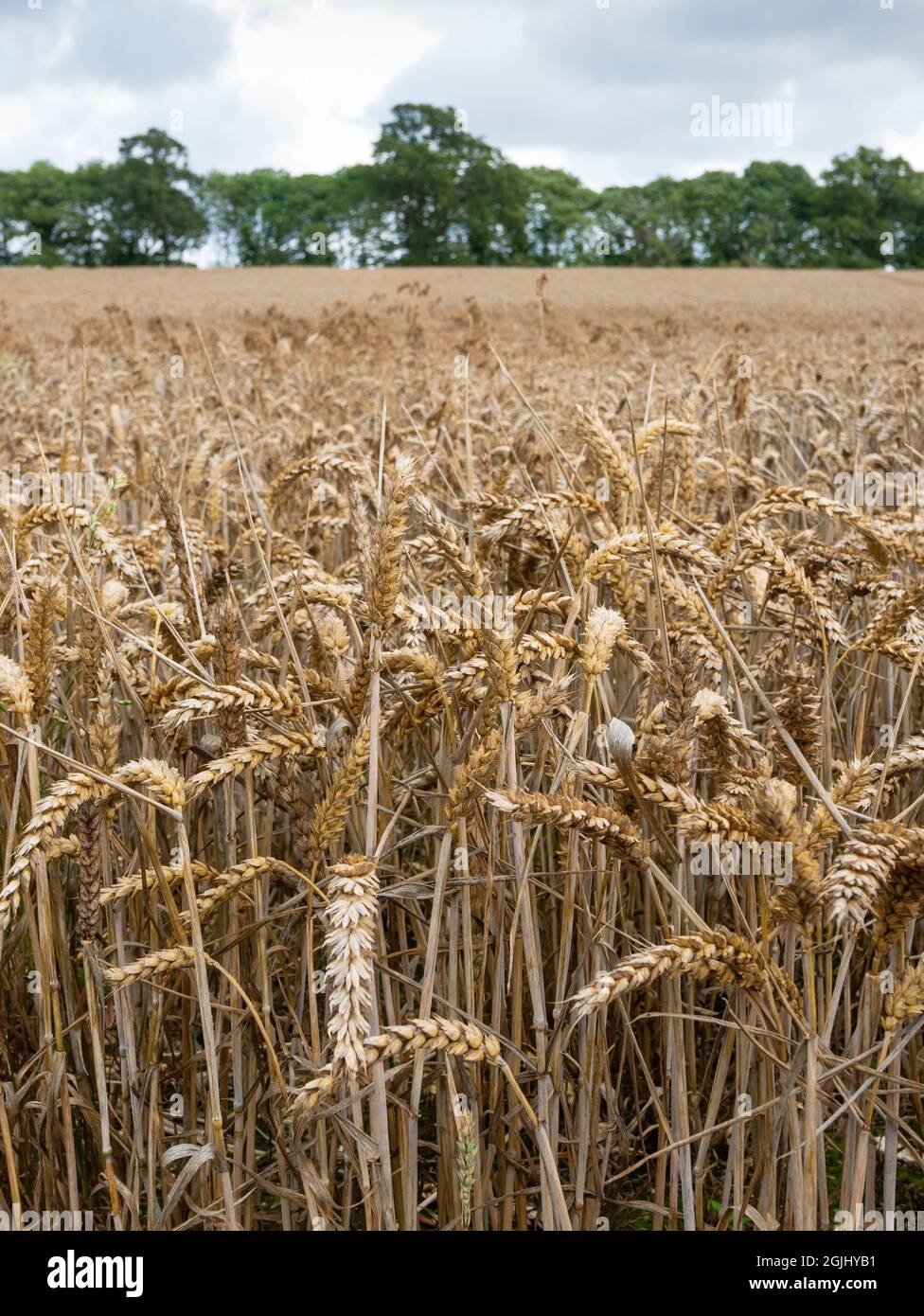 Cultivo de trigo en West Sussex, Inglaterra, Reino Unido. Foto de stock