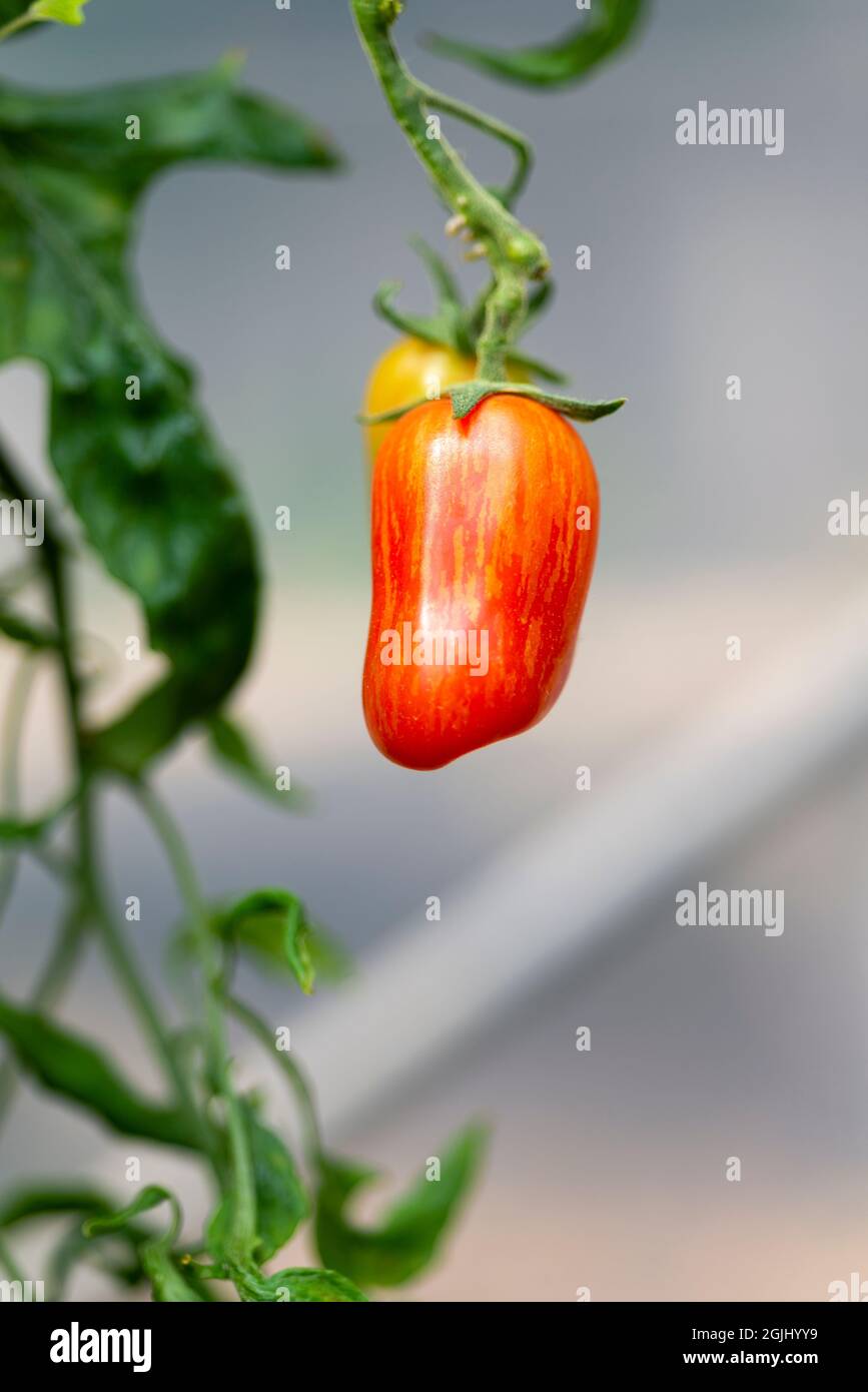 Tomate 'Sweet Casaday' Un pequeño tomate de ciruela, que crece en un politúnel, Inglaterra, Reino Unido. Foto de stock