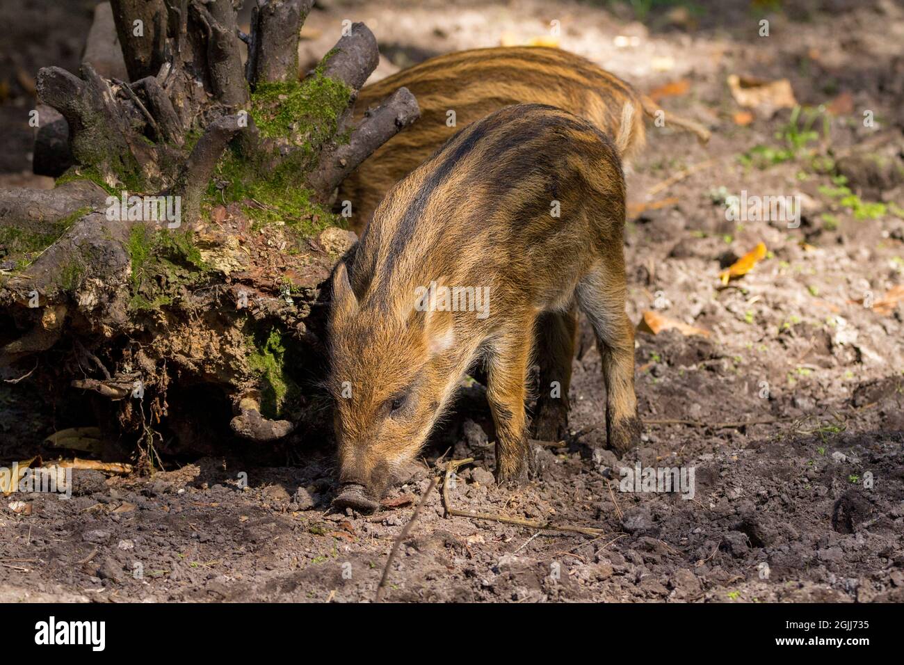 Lechón de jabalí (Sus scrofa scrofa) Pelo marrón claro con rayas crema en el parque de vida silvestre de la selva. También conocido como cerdo de jabalí de europa occidental Foto de stock