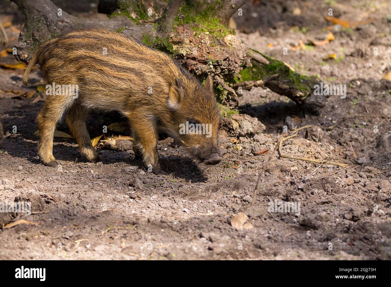 Lechón de jabalí (Sus scrofa scrofa) Pelo marrón claro con rayas crema en  el parque de vida silvestre de la selva. También conocido como cerdo de  jabalí de europa occidental Fotografía de