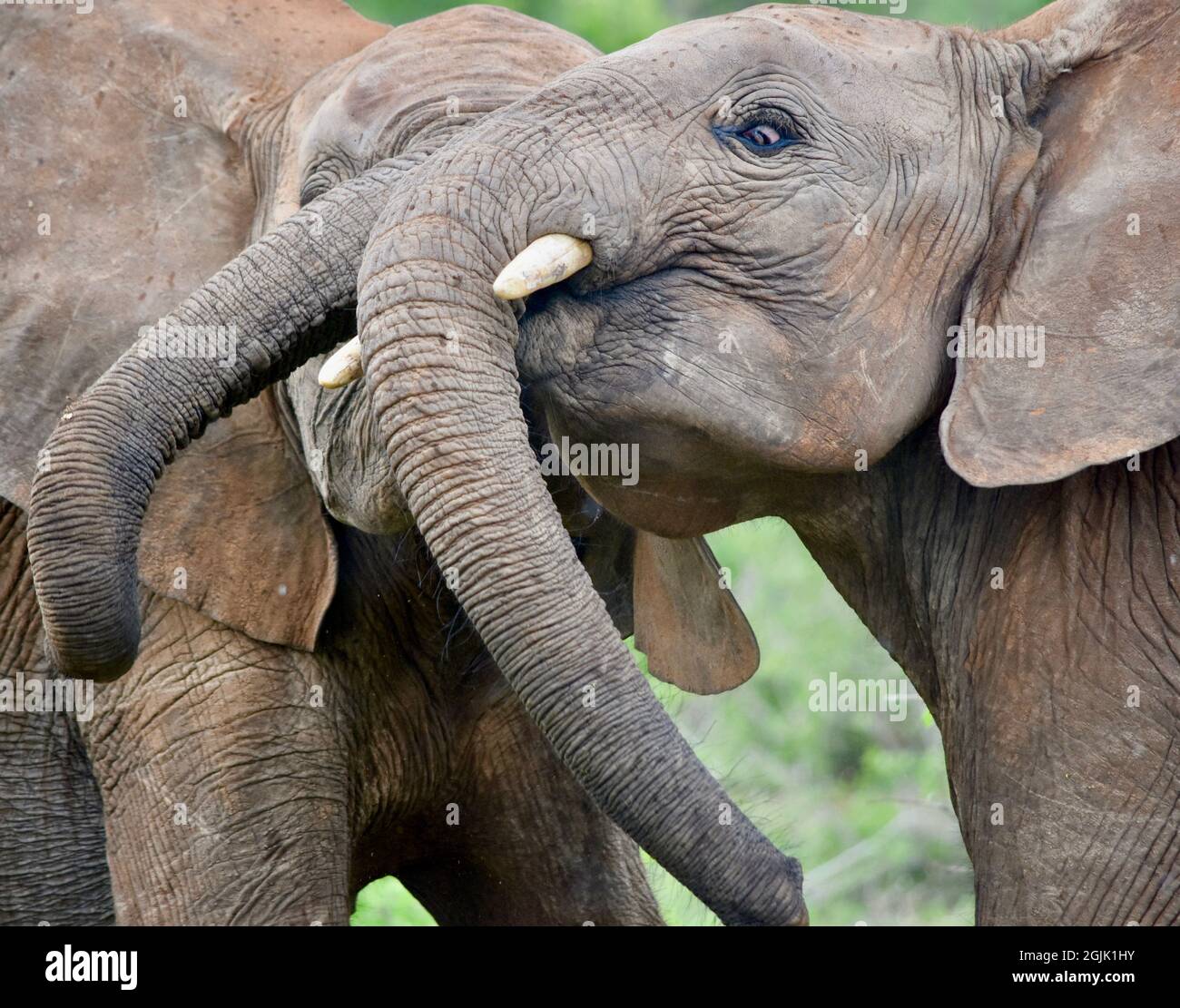 Dos elefantes machos jóvenes (Loxonda africana) prueban su fuerza jugando. Parque Nacional del Este de Tsavo, Kenia. Foto de stock