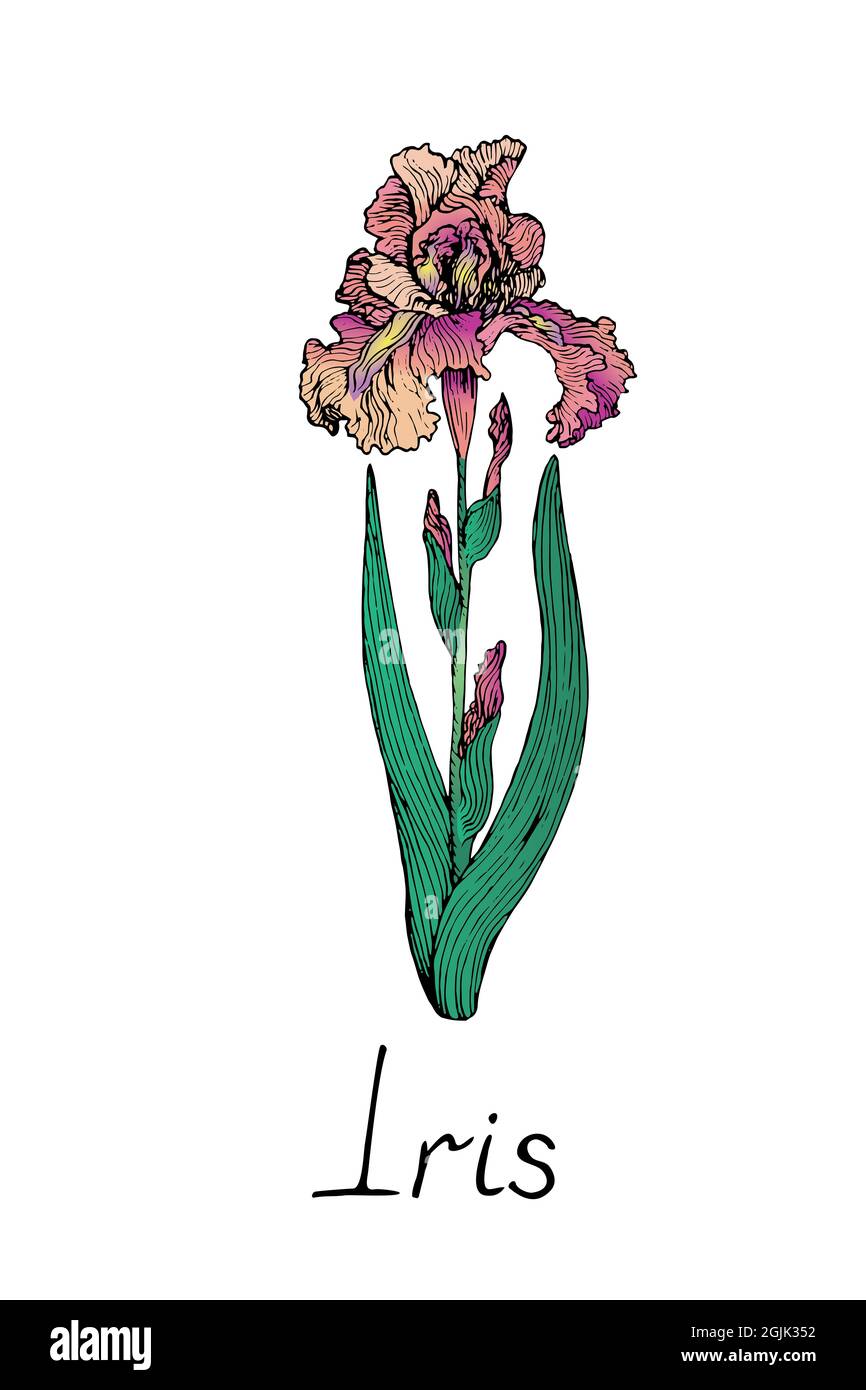 Iris flor rosa suave, dibujo de tinta de fideos con inscripción, colorido estilo vintage Fotografía de stock - Alamy Iris flor rosa suave, dibujo de tinta de fideos con inscripción, colorido estilo vintage Fotografía de stock - Alamy