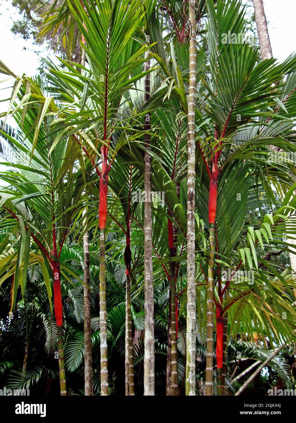 Palma de sellado de cera o palma de lápiz (Cyrtostachys renda) Foto de stock