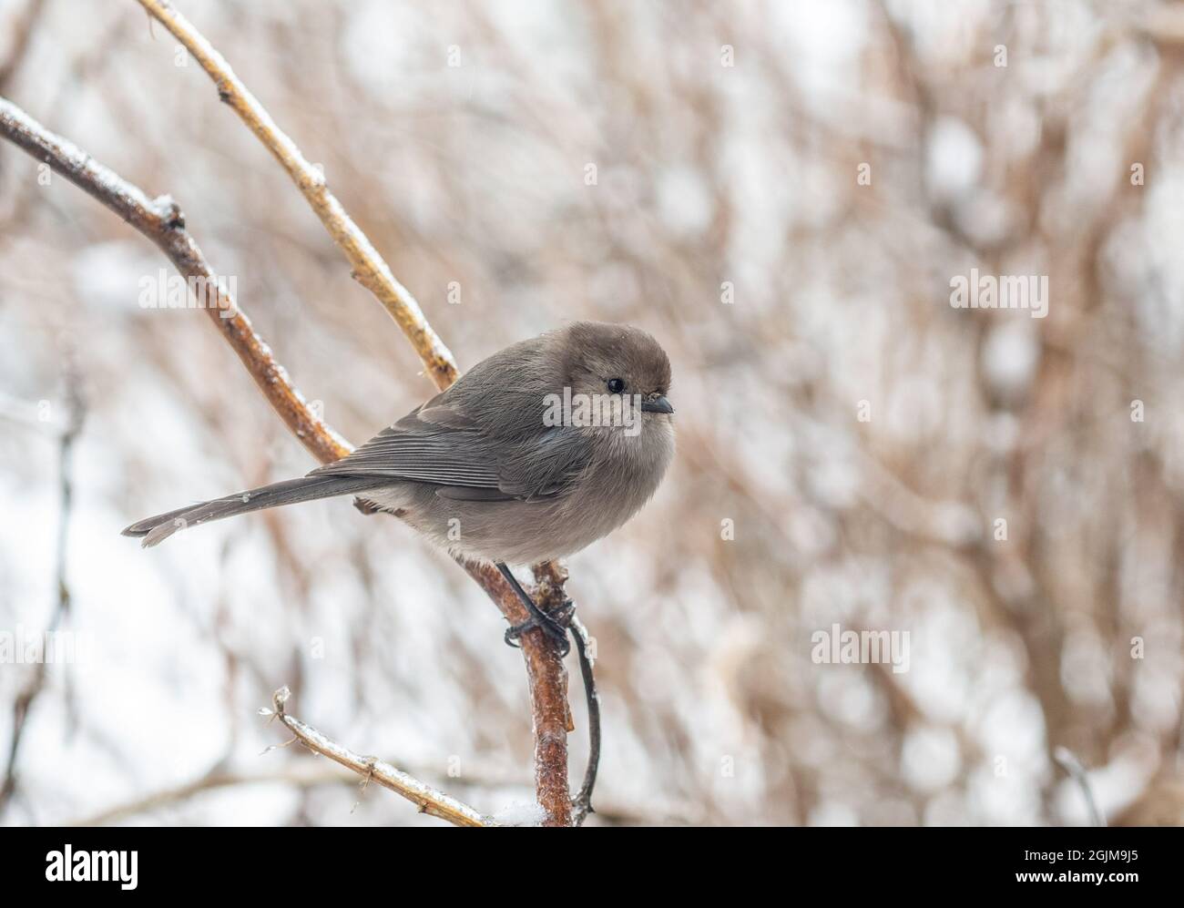 Bushtit macho encaramado en una rama helada en invierno nieve. (Saltriparus minimus) Foto de stock