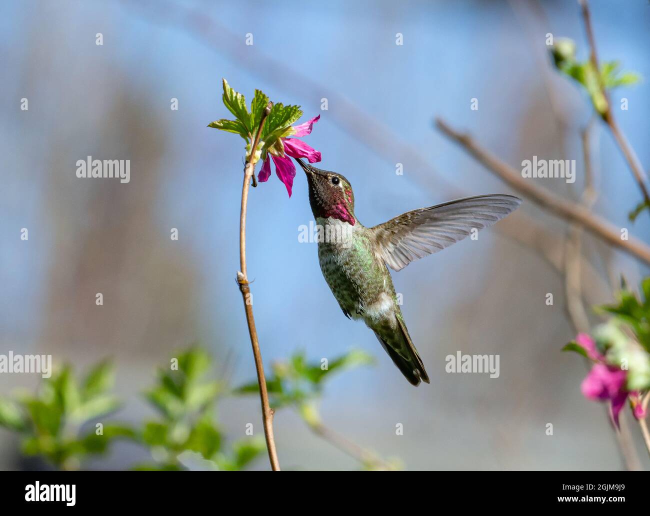 Anna's Hummingbird bebiendo néctar de una flor rosa de Salmonberry. (Calypte anna) Foto de stock