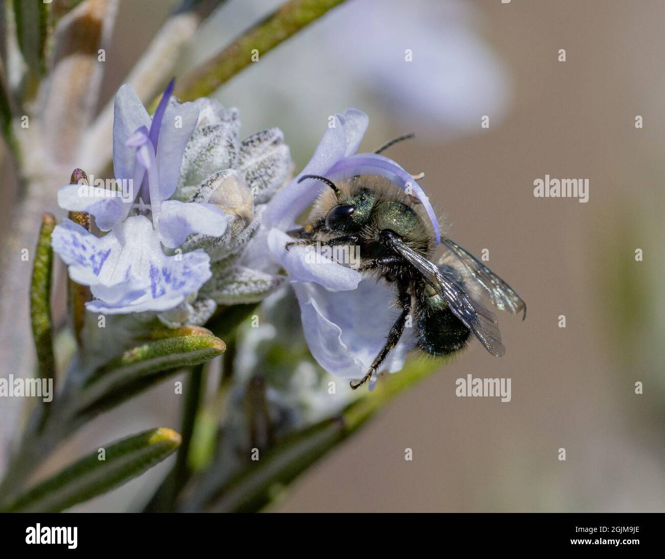 Una abeja masón azul masculina (Osmia) polinizando una flor de romero. Foto de stock