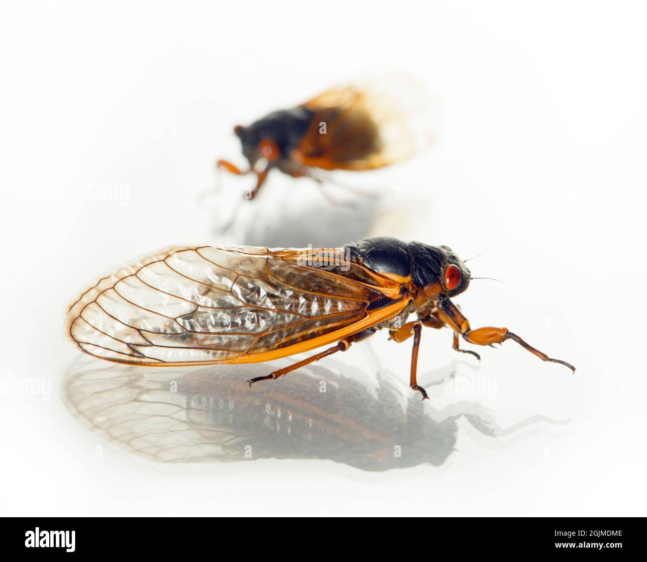 Camada x cigarras fotografías e imágenes de alta resolución Alamy