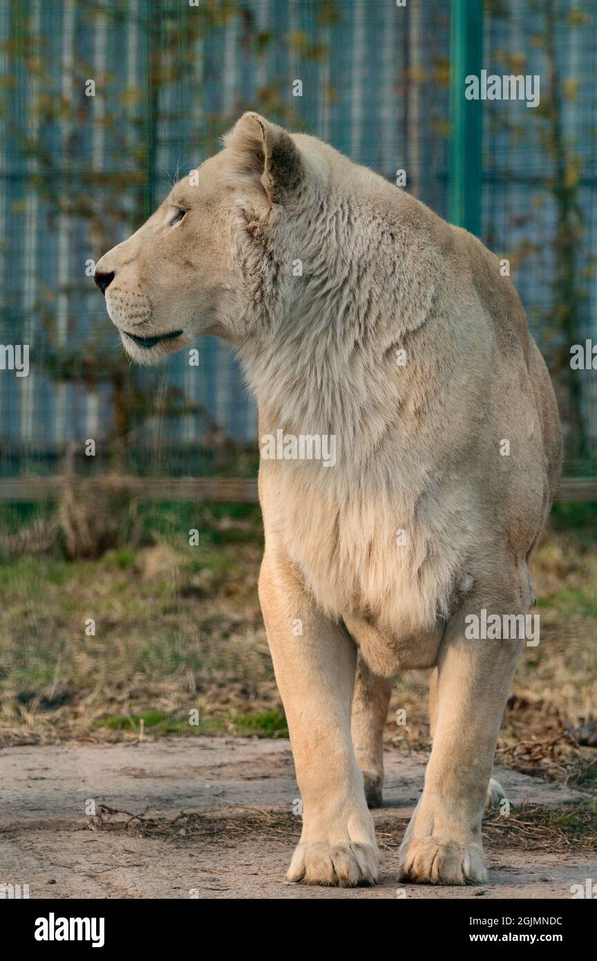 Especies raras y en peligro de extinción de leones blancos, el zoológico y  la vida animal en él, el rey Fotografía de stock - Alamy