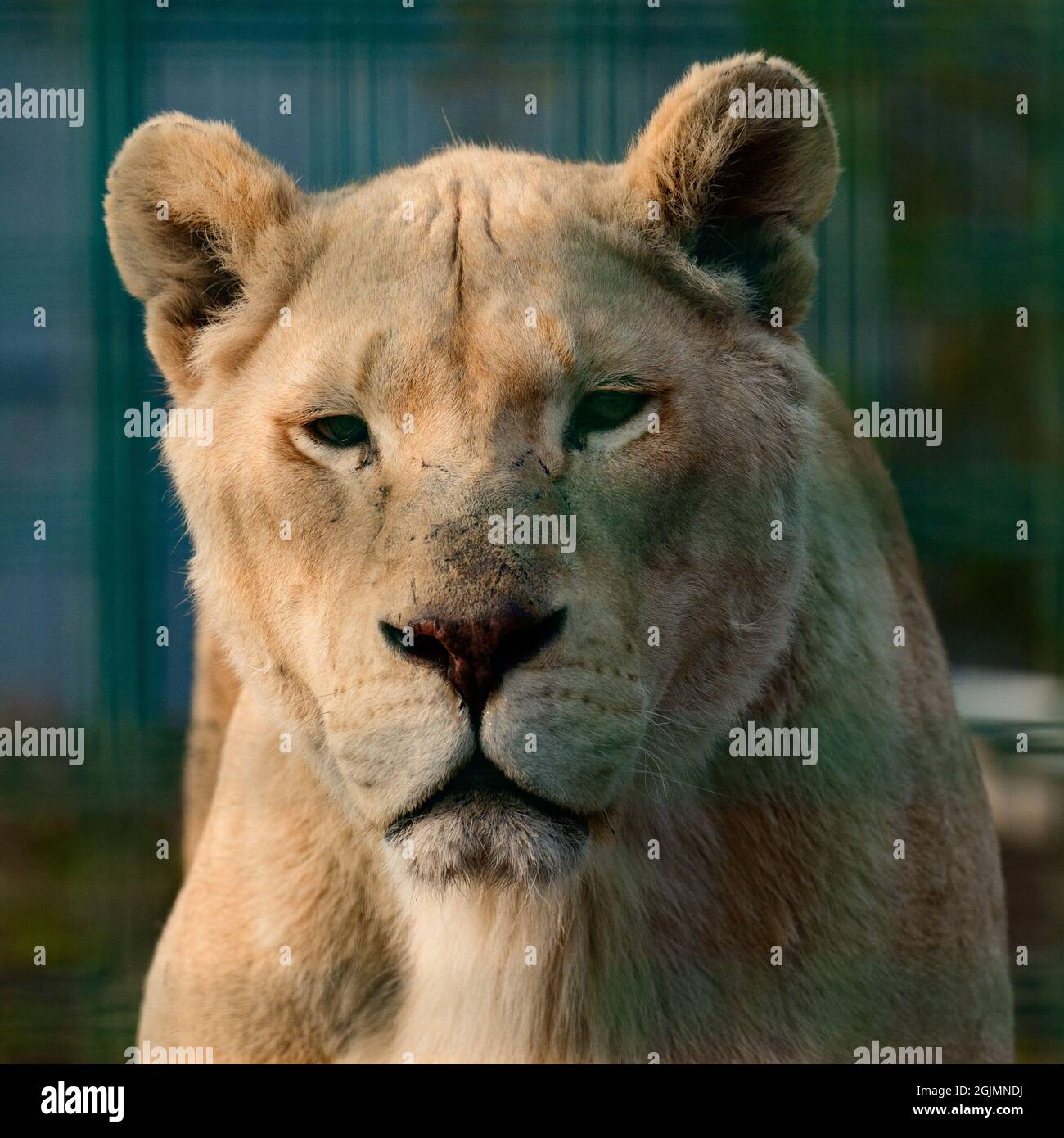 Especies raras y en peligro de extinción de leones blancos, el zoológico y  la vida animal en él, el rey Fotografía de stock - Alamy