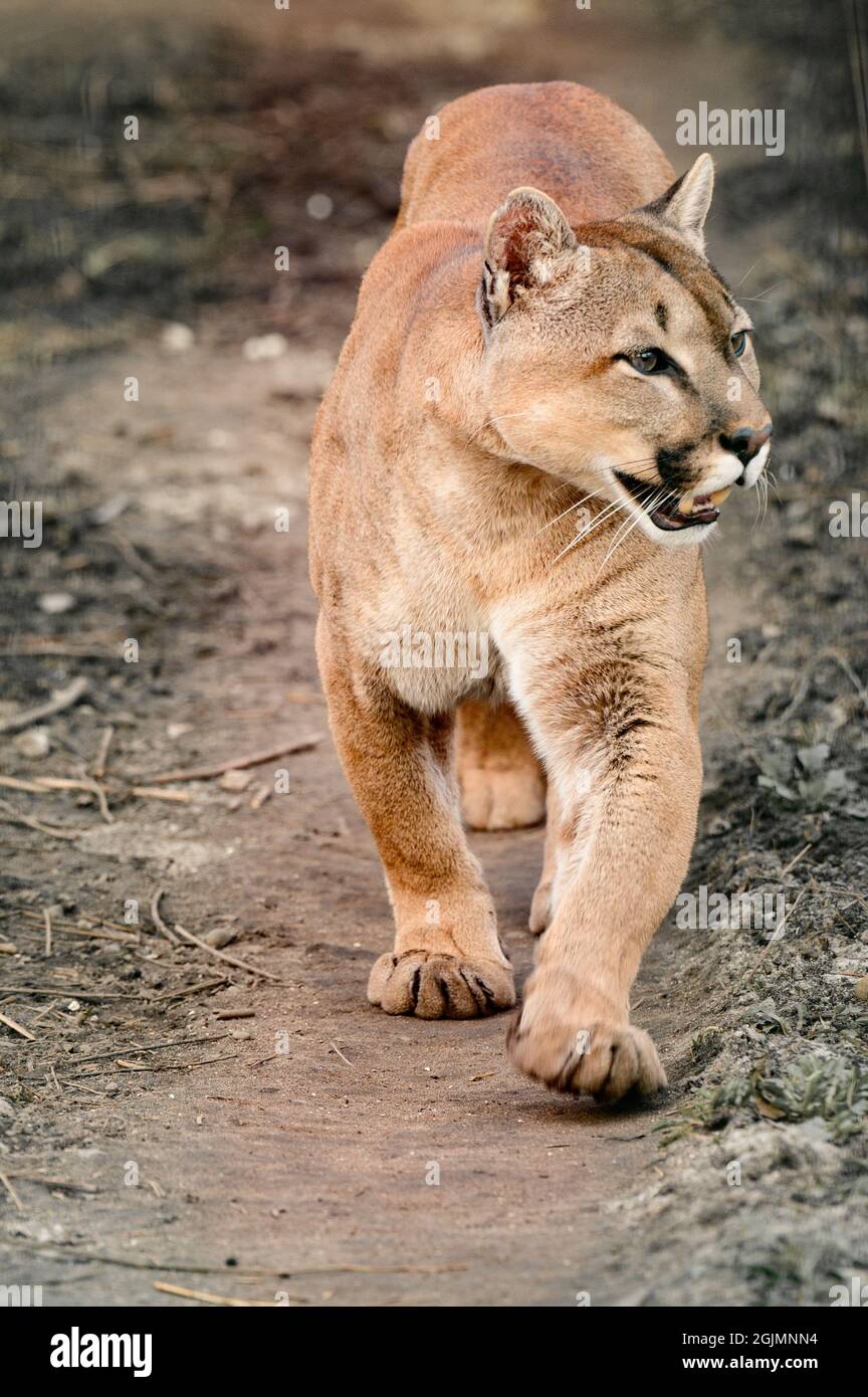 Puma, un bello depredador y residente del zoológico, un animal peligroso,  zoológicos de Ucrania Fotografía de stock - Alamy
