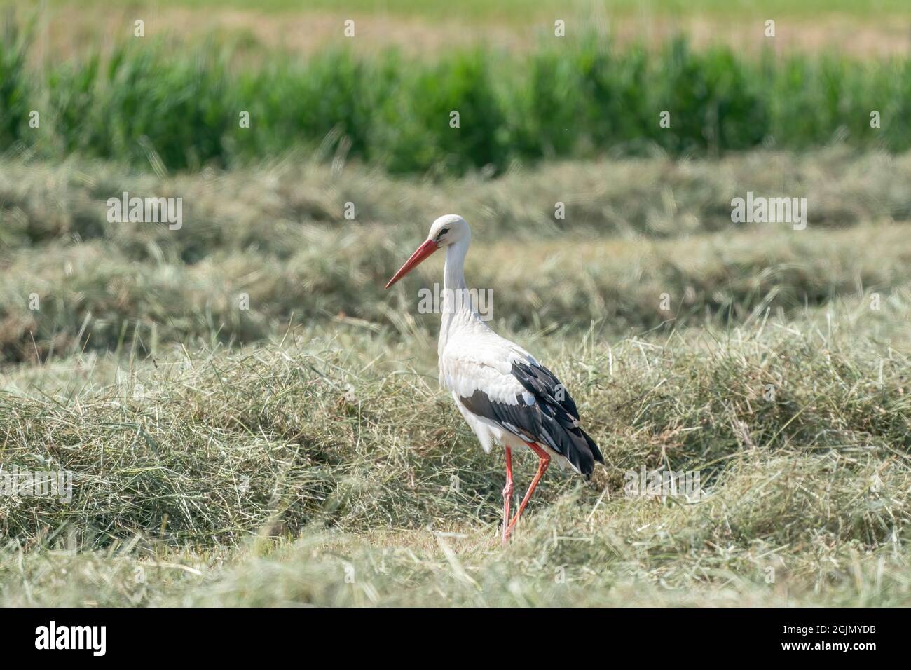 Cigüeña blanca de pie en el heno en el prado. Con sombra, vista desde el lateral. Foto de stock