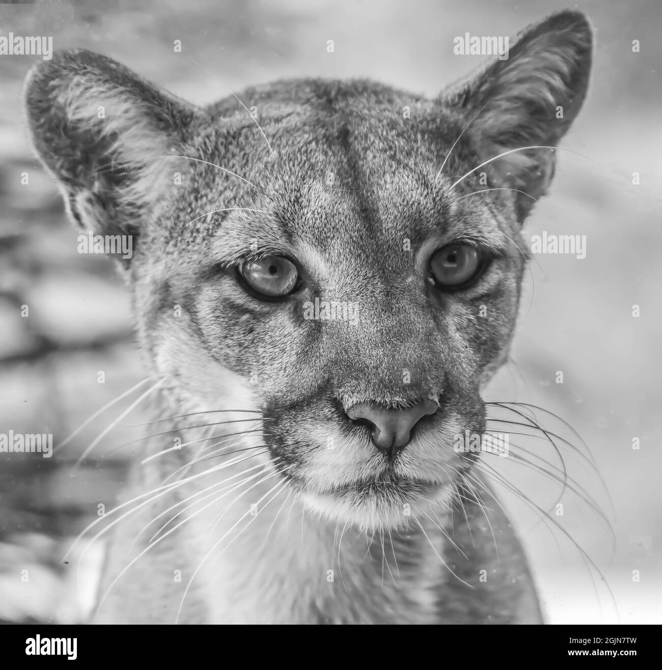 Puma gris cheap animal